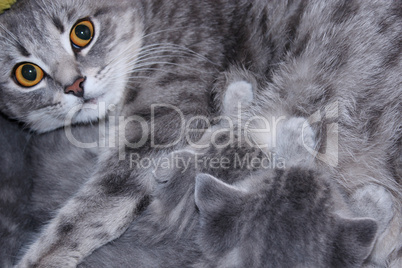 cat with kittens of Scottish Straight breed