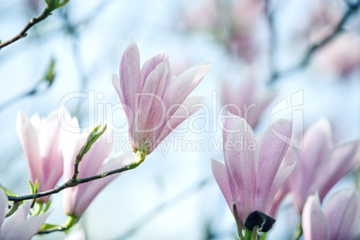 Magnolien