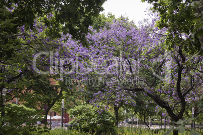 Lissabon Jacaranda