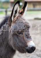 young donkey looks to the right