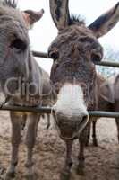 donkey looks to the camera