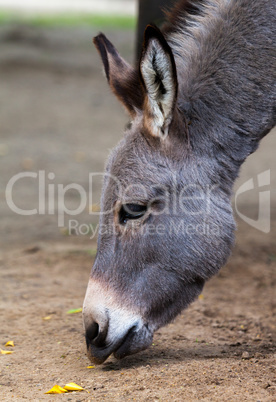 donkey eats on the ground