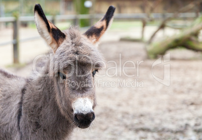 young donkey looks to the camera