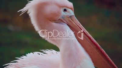 Close-up of a Pink-backed Pelican (Pelecanus Rufescens)