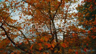 Autumn tree with Falling Leaves