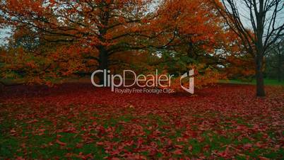 Wide Panoramic Shot of an Autumn Fall Tree