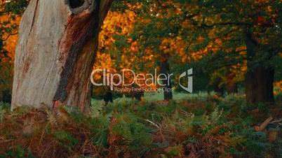 Dead Tree Bark in Autumnal Park