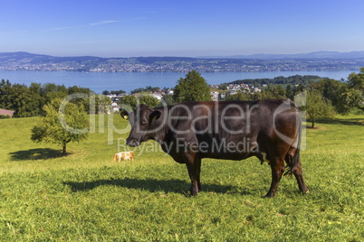 Brown cow and Zurich lake, Switzerland