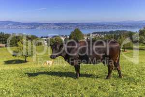 Brown cow and Zurich lake, Switzerland