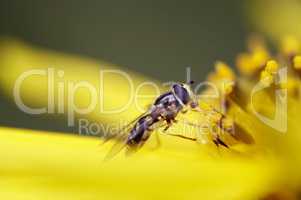 Syrphid Fly On Flower