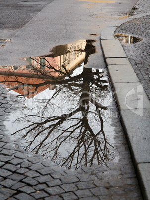 Tree in the Puddle