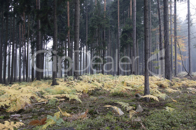 Fog in the forest with ferns