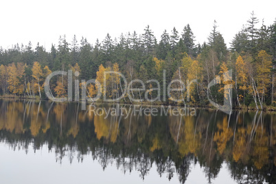 Trees on the bank of lake in the autumn
