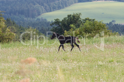 Foal running through a meadow