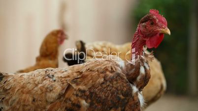 Close-up Shot of Organic Chicken in a Farm