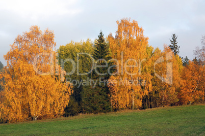 Colorful autumn - trees in autumn