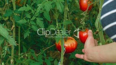 Shot of Young Lady Reaping a Local Produce Organic Tomato in a Greenhouse