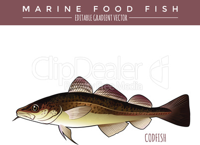 Codfish. Marine Food Fish