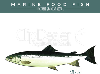 Salmon. Marine Food Fish