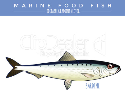 Sardine. Marine Food Fish