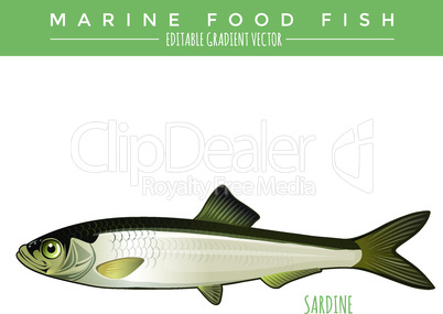 Sardine. Marine Food Fish