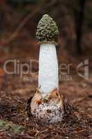 Mushroom - Common Stinkhorn - Phallus Impudicus