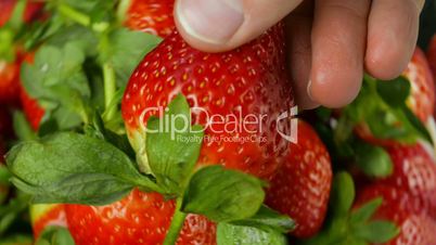 Male Inspecting Large Strawberry Against Set of Rotating Strawberries