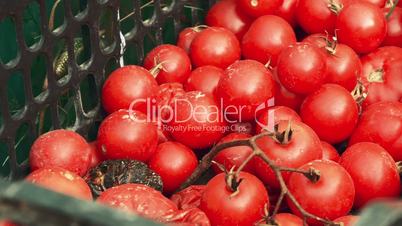 Slider Shot of Local Produce Organic Cherry Tomatoes on a Green Basket