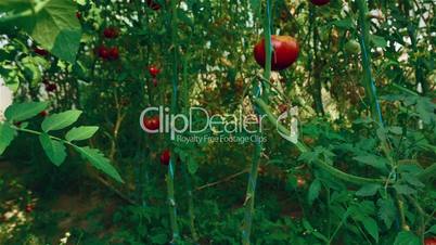 Slider Shot of Local Produce Organic Tomatoes with Vine and Foliage in Greenhouse_02