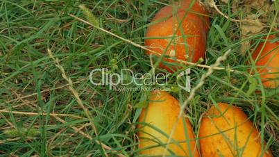Slider Shot of Local Produce Organic Yellow Marrows Set Against Green Grass
