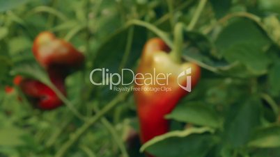 Slider Zoom Shot of Local Produce Organic Red Peppers with Green Foliage