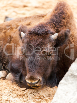 bison cub lies on sandy ground