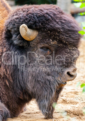 bison bull head portrait