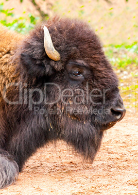 female bison head portrait