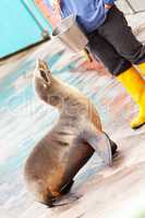 seal waiting for fish