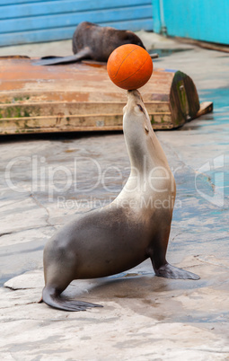 seal juggle orange basketball