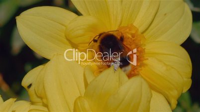 Macro Shot of a Bee Pollinating a Yellow Flower