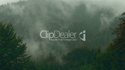 Timelapse of a Pine Tree Forest with Mist and Fog in Transylvania, Romania