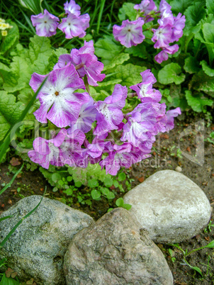 Garden flowers in spring