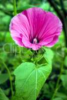 Garden flowers in spring