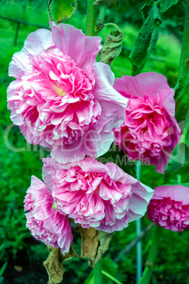 Garden flowers in spring