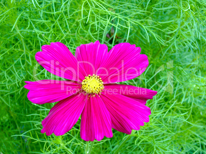 Garden flowers in spring