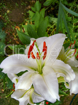 Flower Lily white fragrant