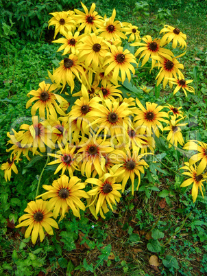 Garden flowers in spring