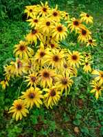 Garden flowers in spring