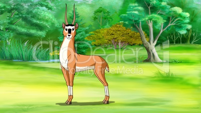 Antelope (Gazelle) Image