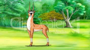 Antelope (Gazelle) Image