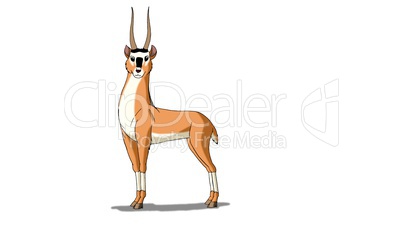 Antelope (Gazelle) Isolated on White Background