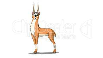 Antelope (Gazelle) Isolated on White Background