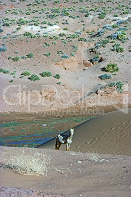 Horse in desert